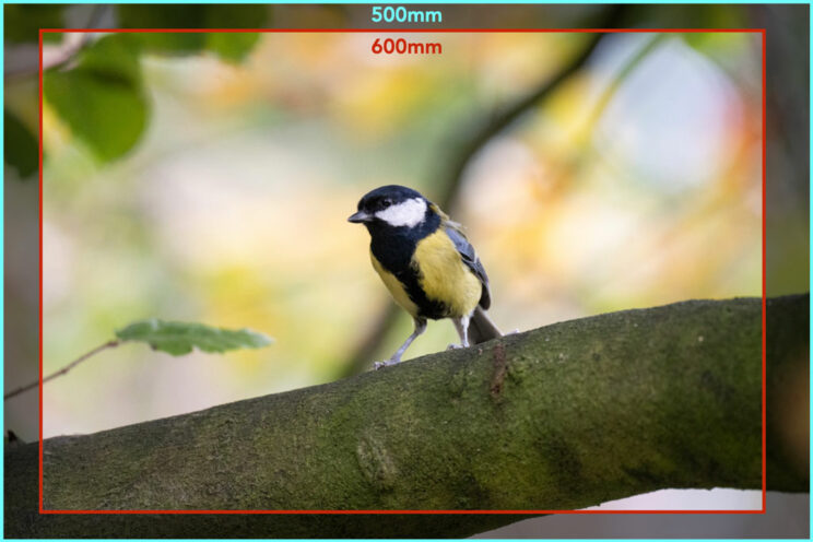 Difference between 500mm and 600mm, with an image of a small bird perched on a tree