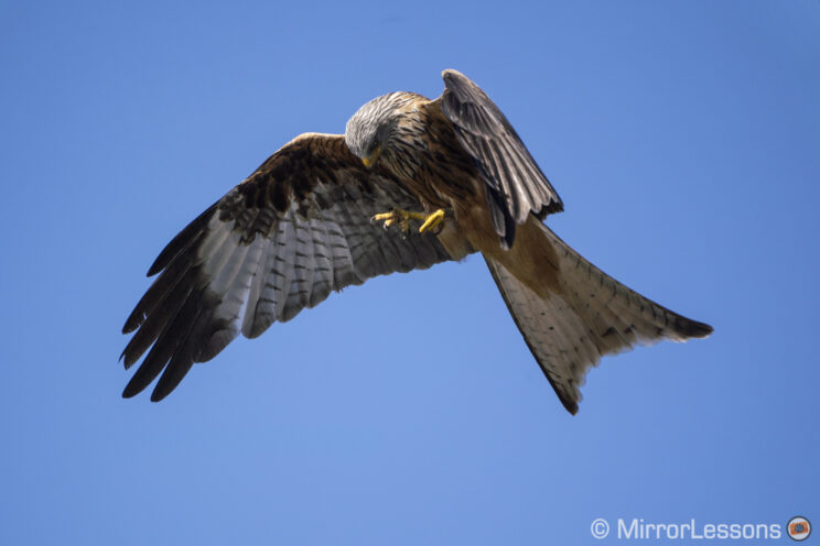 red kite eating in the air, with blue sky in the background