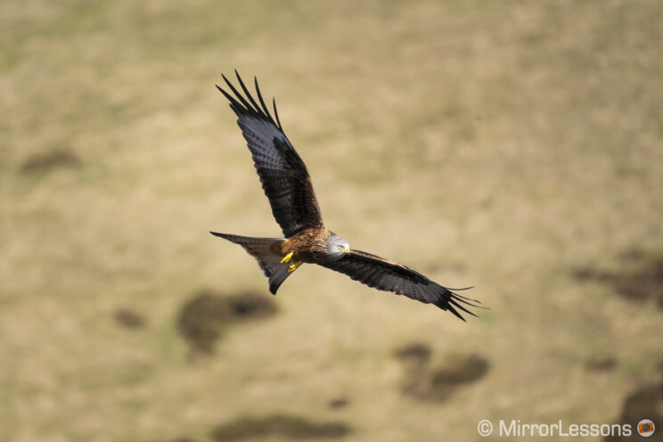 red kite flying with brownish hill in the background