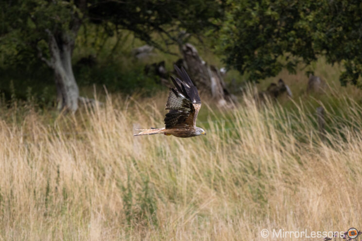 red kite flying in the distant in front of a busy background with tall grass and trees