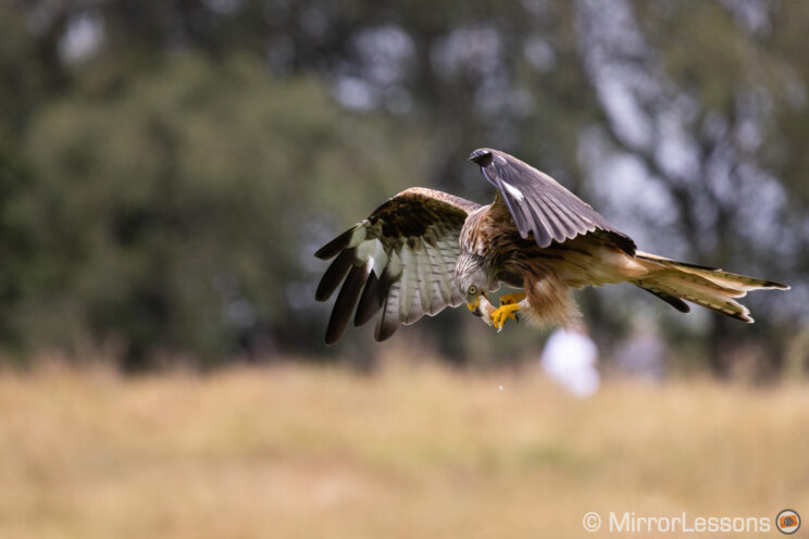 red kite flying and eating a piece of meat with out of focus trees in the background