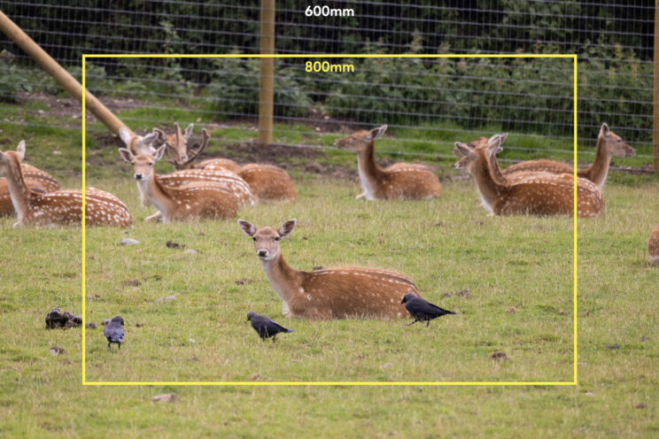 deer resting on the grass, with bright yellow frame to show the field of view of the 800mm lens