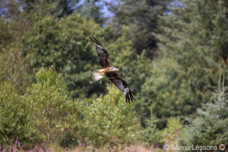 red kite flying with various trees in the background