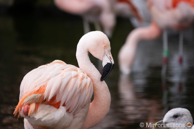 Chilean flamingo with other flamingos out of focus in the background