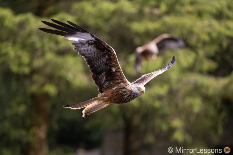 red kite flying with out of focus trees and another kite in the background