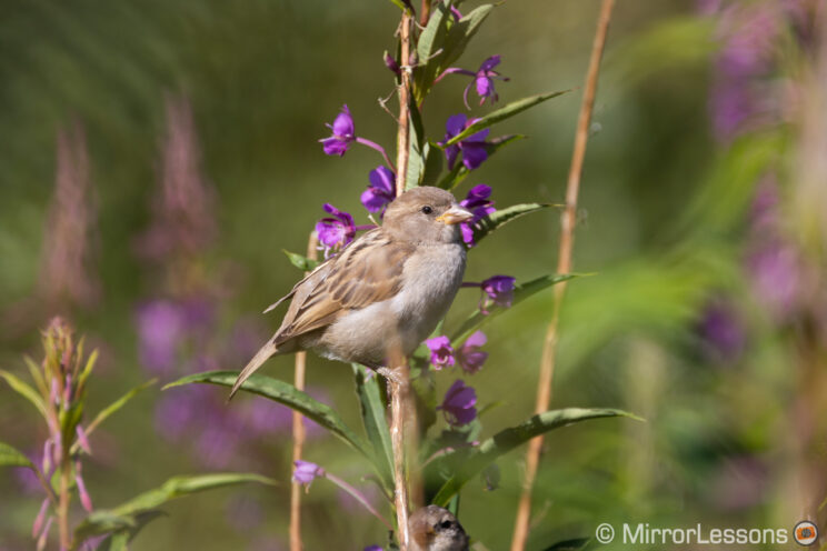 small bird perched on tall plants