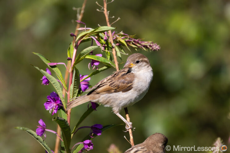 small bird perched on a thin but tall plant