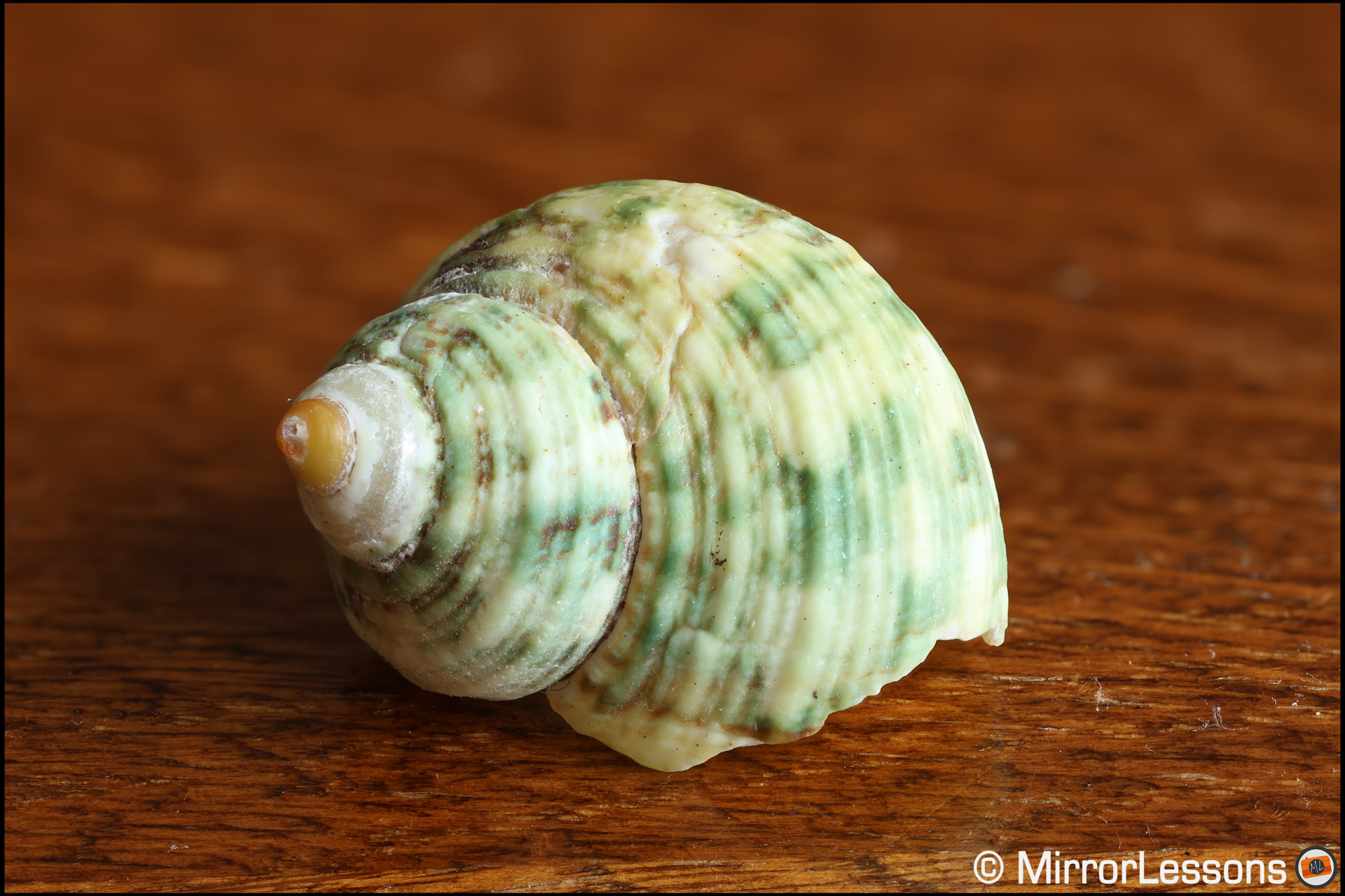 Small shell on a table