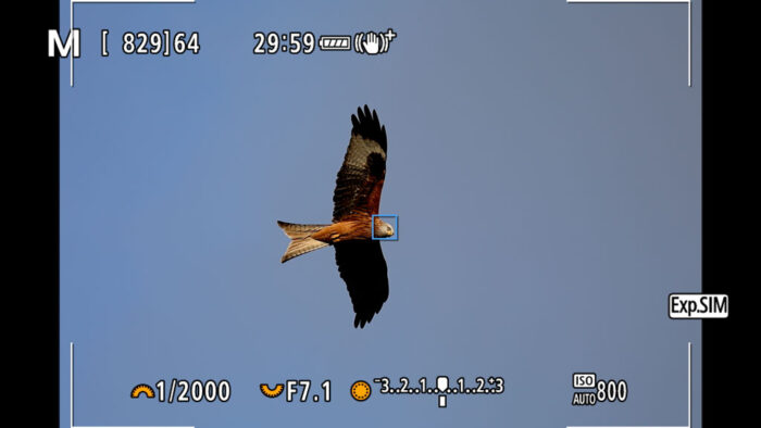 screenshot of the Canon EOS R6 Live View showing the Animal Detection mode focusing on the head of a red kite flying against the blue sky