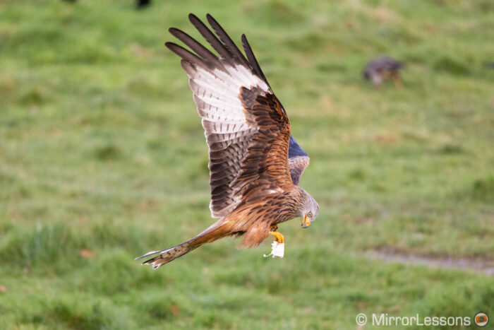 red kite flying with green grass in the background