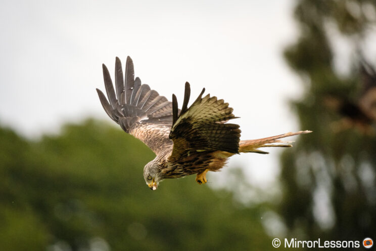 Red kite in flight with a piece of meat in its beak