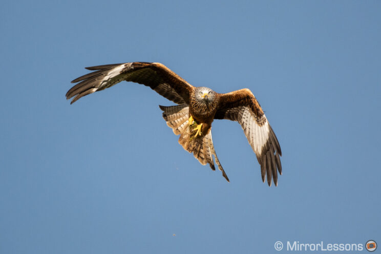 red kite flying with blue sky in the background