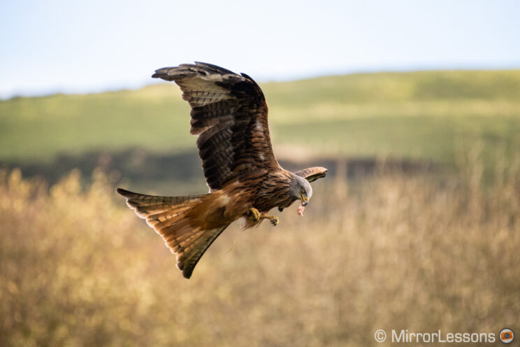 red kite flying with tall grass and hill in the background