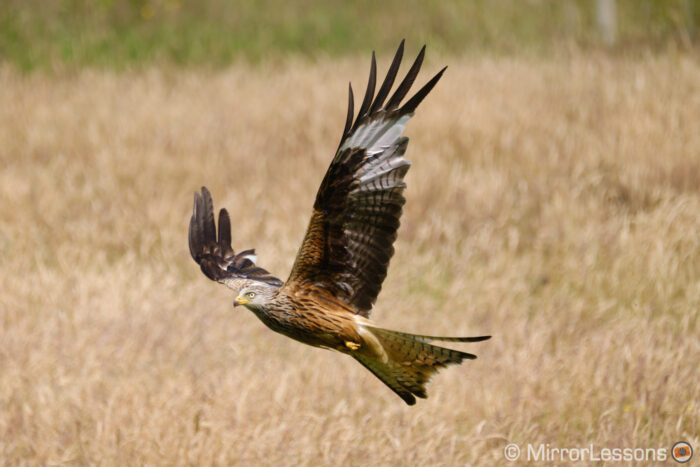 red kite flying with grass in the background