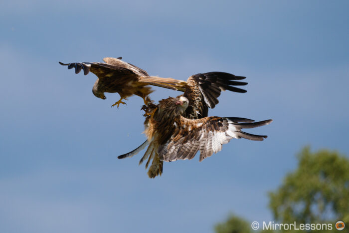 two red kites fighting in mid air