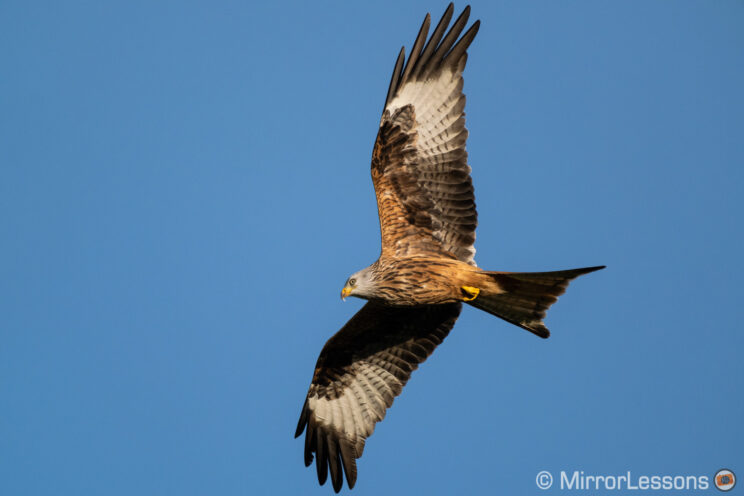 red kite flying with blue sky in the background