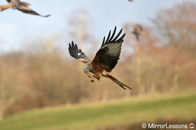 Red kite flying and eating a piece of meat, with another piece falling.