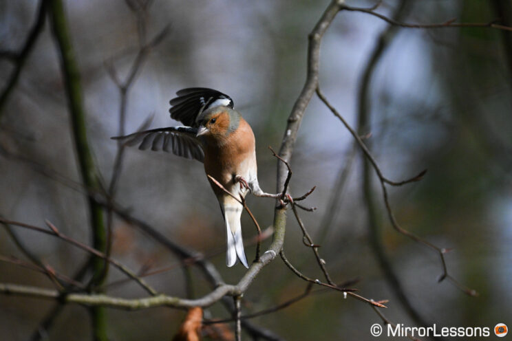 Chaffinch flying off a branch