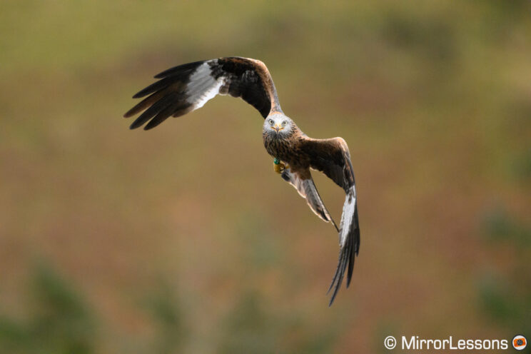 Red kite flying and changing direction