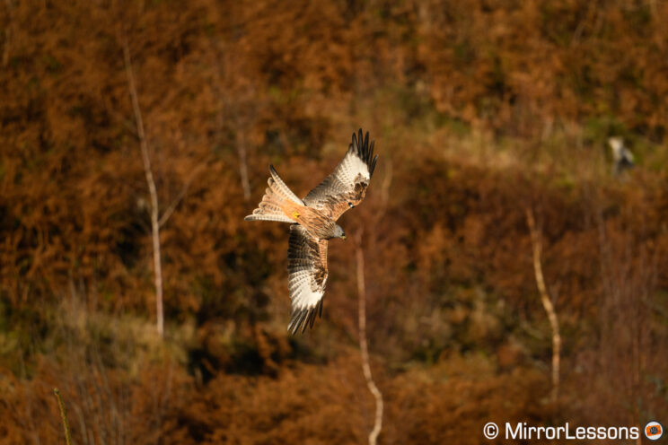 Red kite with wings spread wide open, preparing to go down.