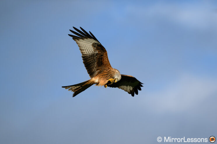 Red kite flying and eating, with blue sky