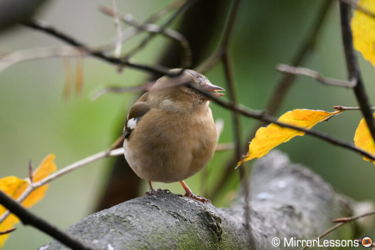 Female chaffinch with a thing branch covering her eye.