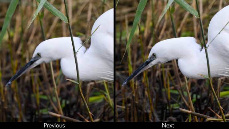 Two photos side by side showing an egret walking near the water. First image is out focus, the second is in focus.