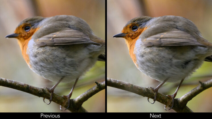 Two photos side by side showing a robin. First image has the body in focys, second image has the head in focus.