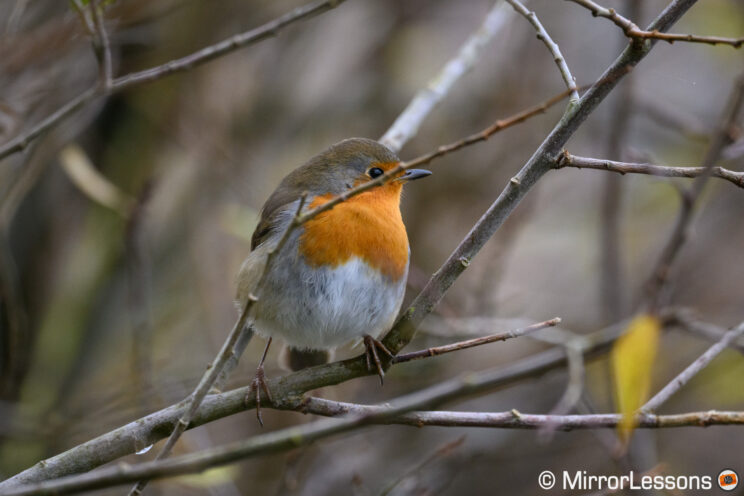 Robin with small branch covering his eye.