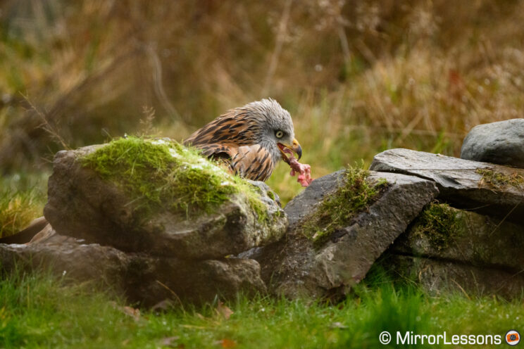 Red kite on the ground, behind rocks, eating a piece of meat.