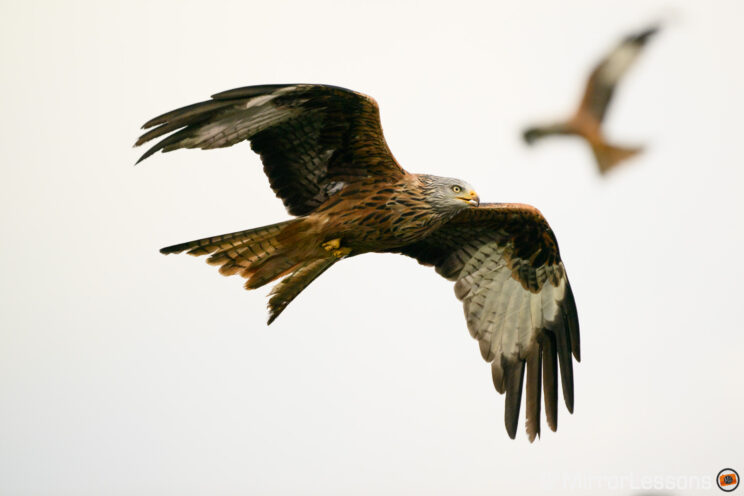 Red kite in flight, exposure recovered in post.