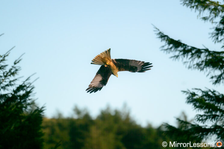 Red kite in flight, exposure recovered in post.