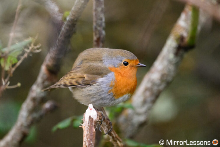 Another Robin on a branch