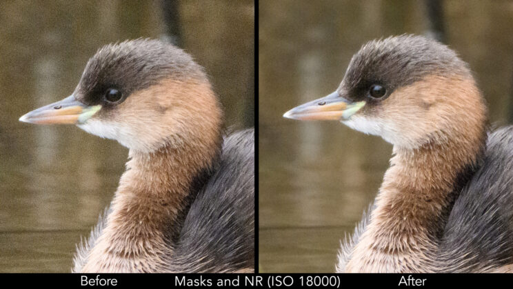 Side by side crop of the duck photo at 18000 ISO, showing the before and after post editing.
