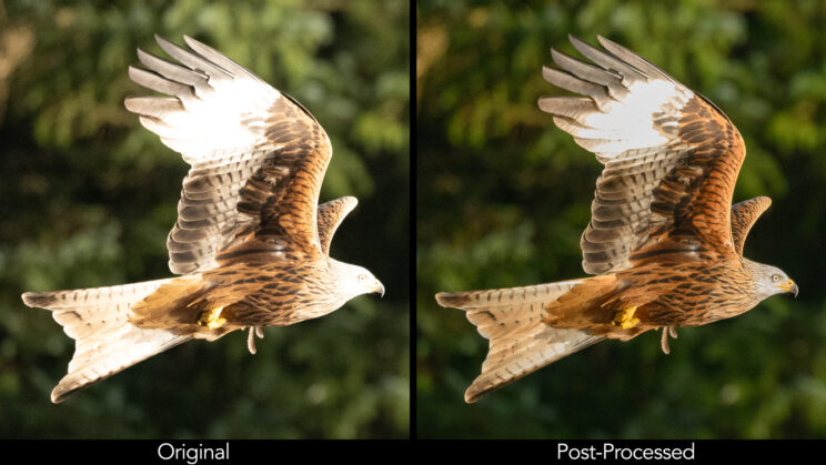 Red Kite flying against trees, side by side showing the before and after highlight recovery in Lightroom.