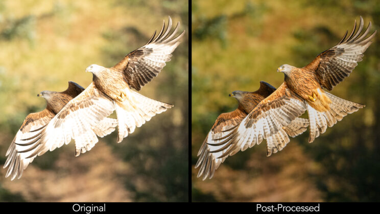 Two red kites flying against trees, side by side showing the before and after highlight recovery in Lightroom.