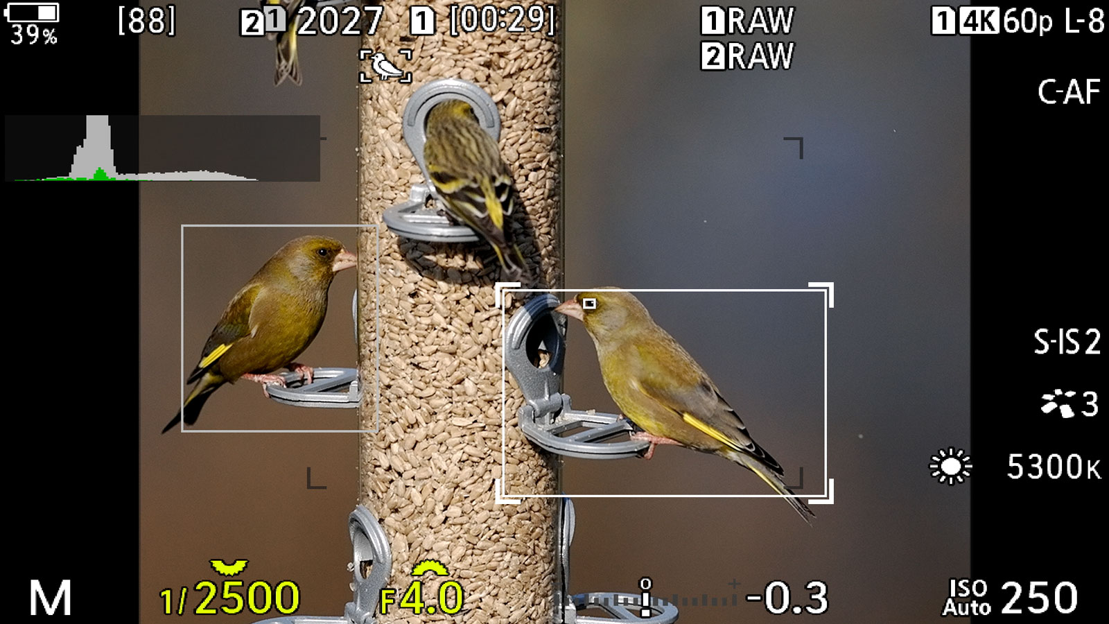 live view screen of the OM-1, showing bird detection on multiple small birds