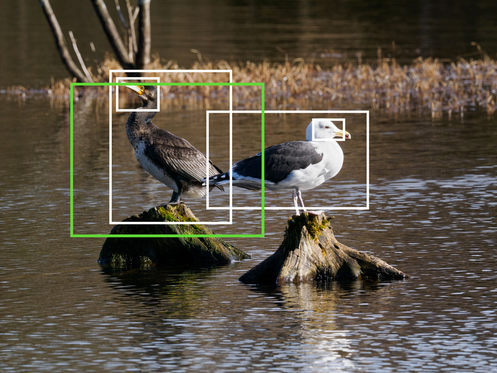 Cormoran and black gull on two tree logs, with bright and green frames showing bird detection and the Target setting
