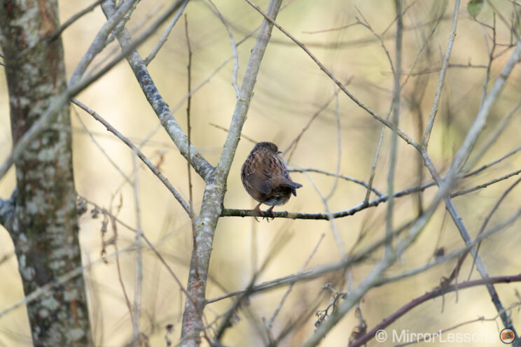 Dunnock perched on a tree