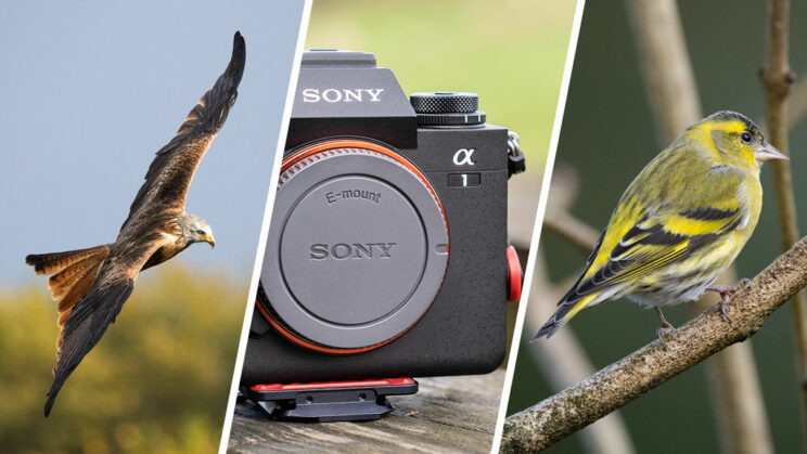 collage of three images showing the Sony A1, a Red Kite flying and a small Siskin perched on a tree.