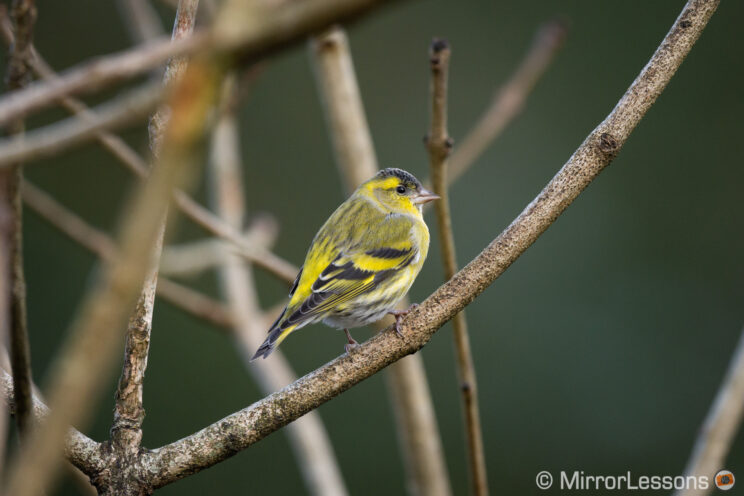 Siskin bird perched on a tree