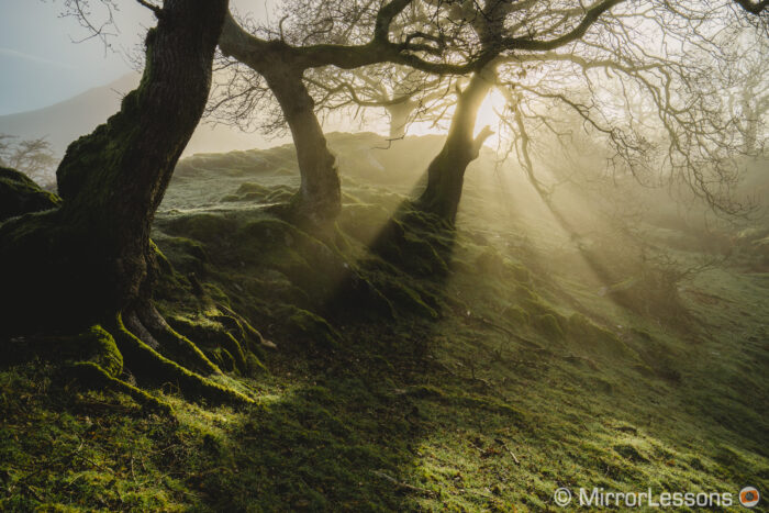 trees on a hill with sun rising in the background and fog that highlights the sun rays