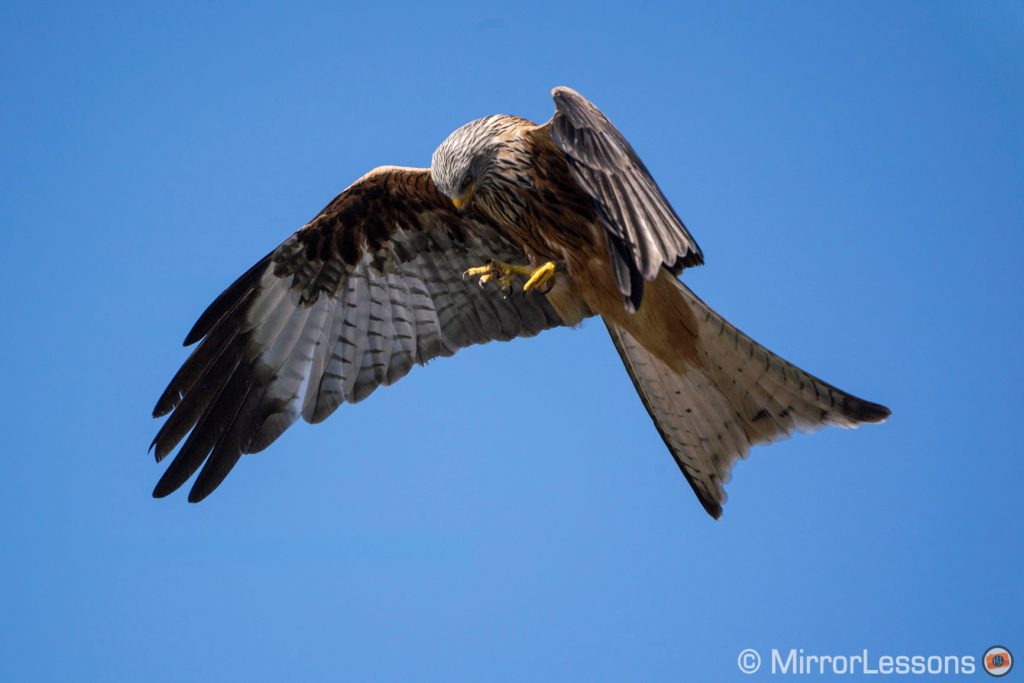 red kite flying against the blue bright sky