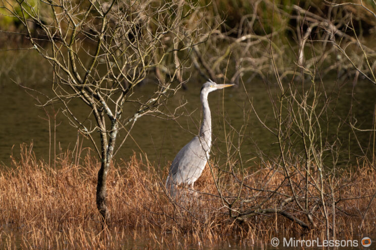 grey heron in the distance, behind small branches