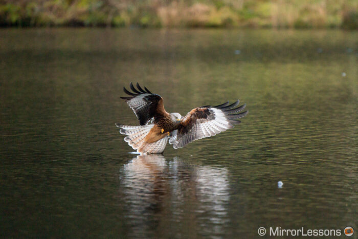 red kite about to catch something in the water